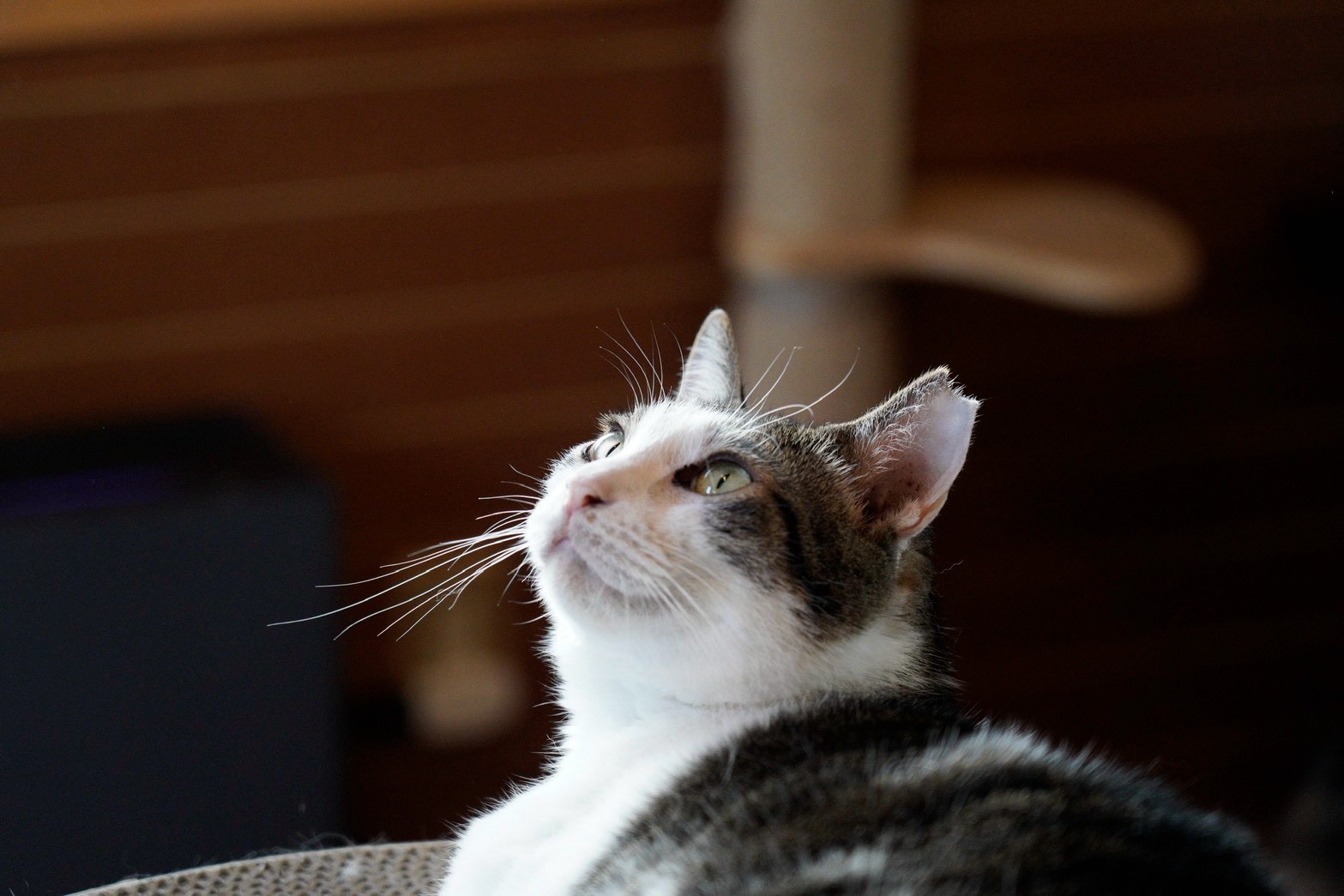 【 Hanare 】 写真 3